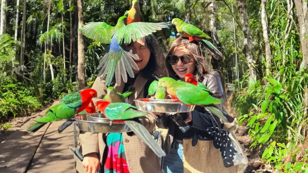 Visitors feeding colorful lorikeets at Currumbin Wildlife Sanctuary on the Gold Coast