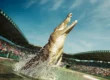 Australia Zoo Day Tour by Adventure Day Trips