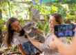 Koala at Lone Pine Koala Sanctuary, Brisbane, 2026.