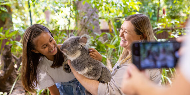 Koala at Lone Pine Koala Sanctuary, Brisbane, 2026.