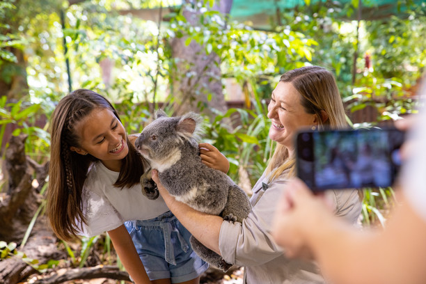 Koala at Lone Pine Koala Sanctuary, Brisbane, 2026.