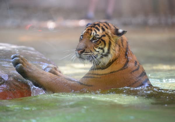 Tiger swimming at Australia Zoo during a wildlife encounter