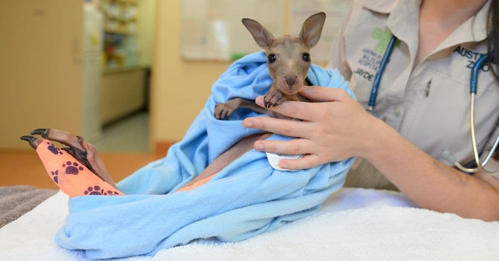 Baby kangaroo receiving care at Australia Zoo Wildlife Hospital