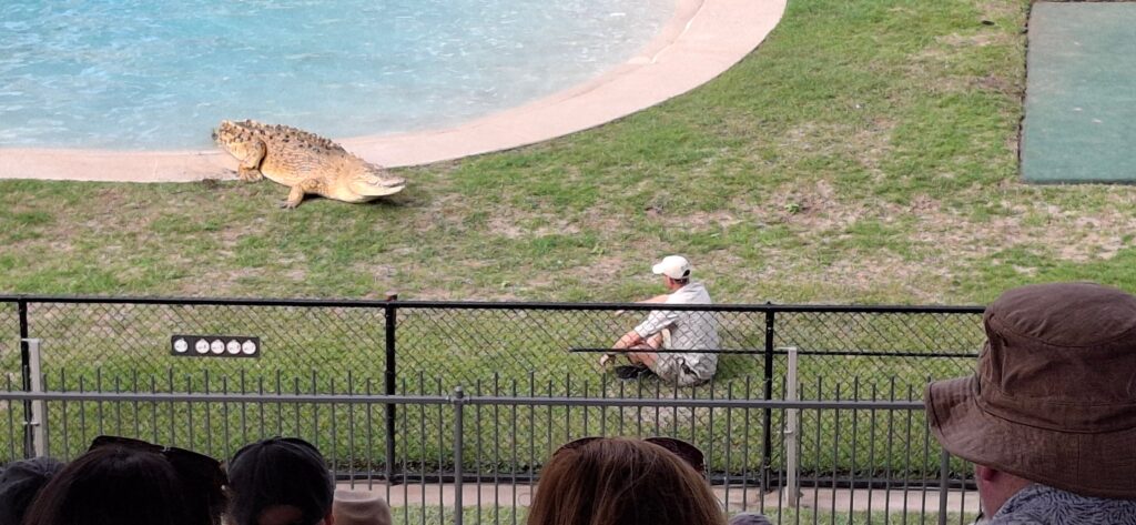 Saltwater crocodile during the live crocodile show at Australia Zoo