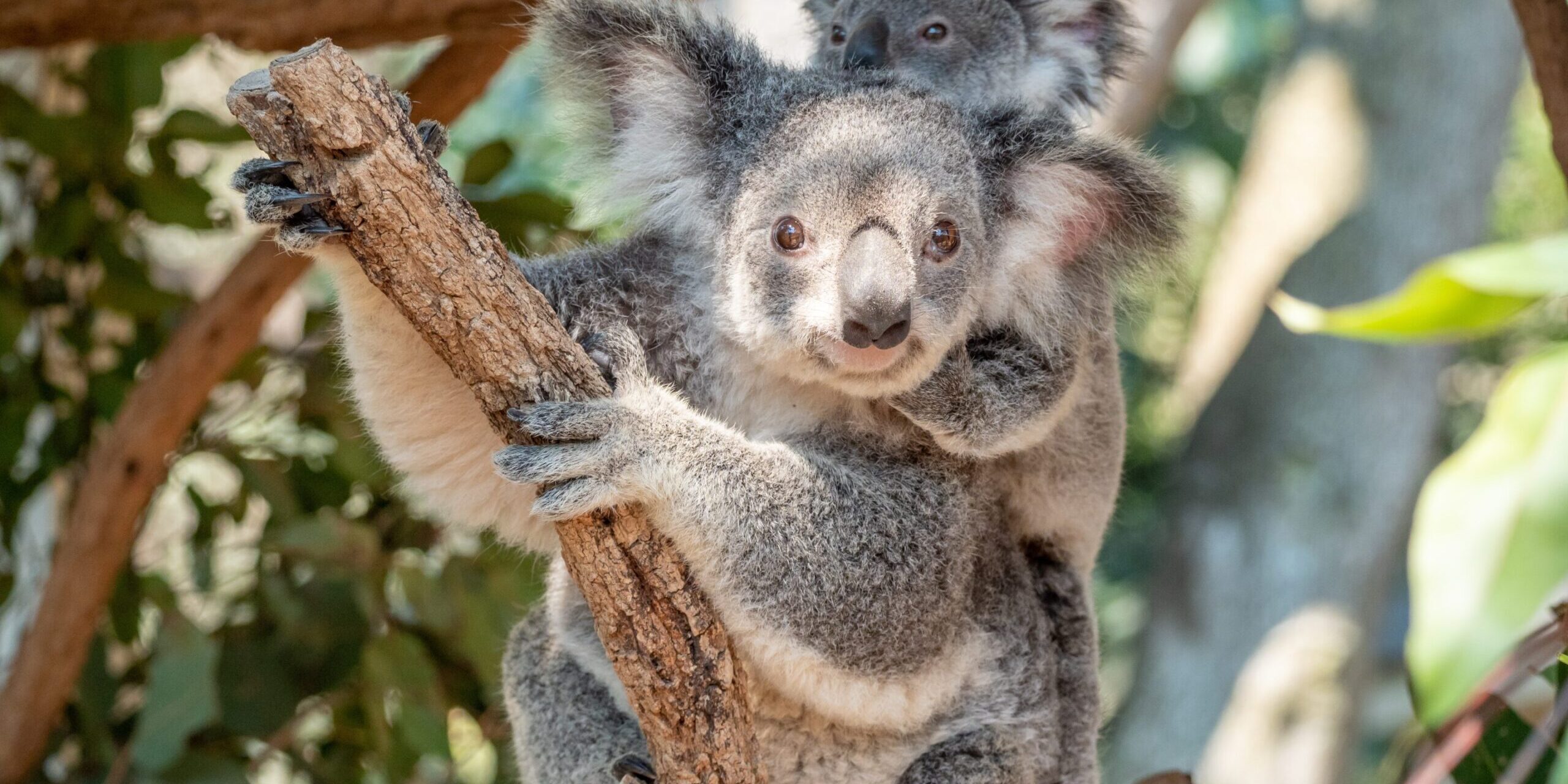 Brisbane Lone Pine Koala lone pine sanctuary