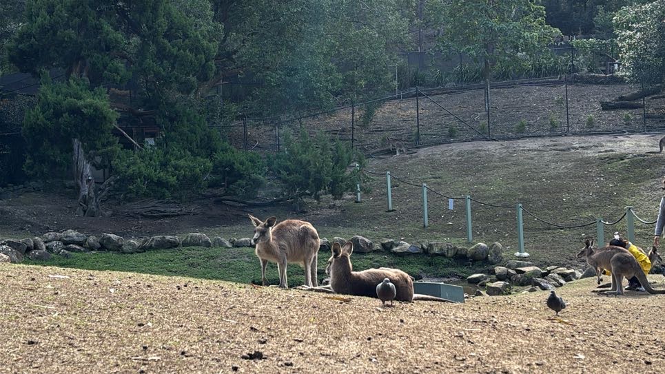 Kangaroos resting in a natural outdoor area during a Brisbane or Gold Coast wildlife experience