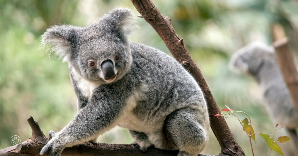 Koala resting on a tree branch at Lone Pine Koala Sanctuary in Currumbin
