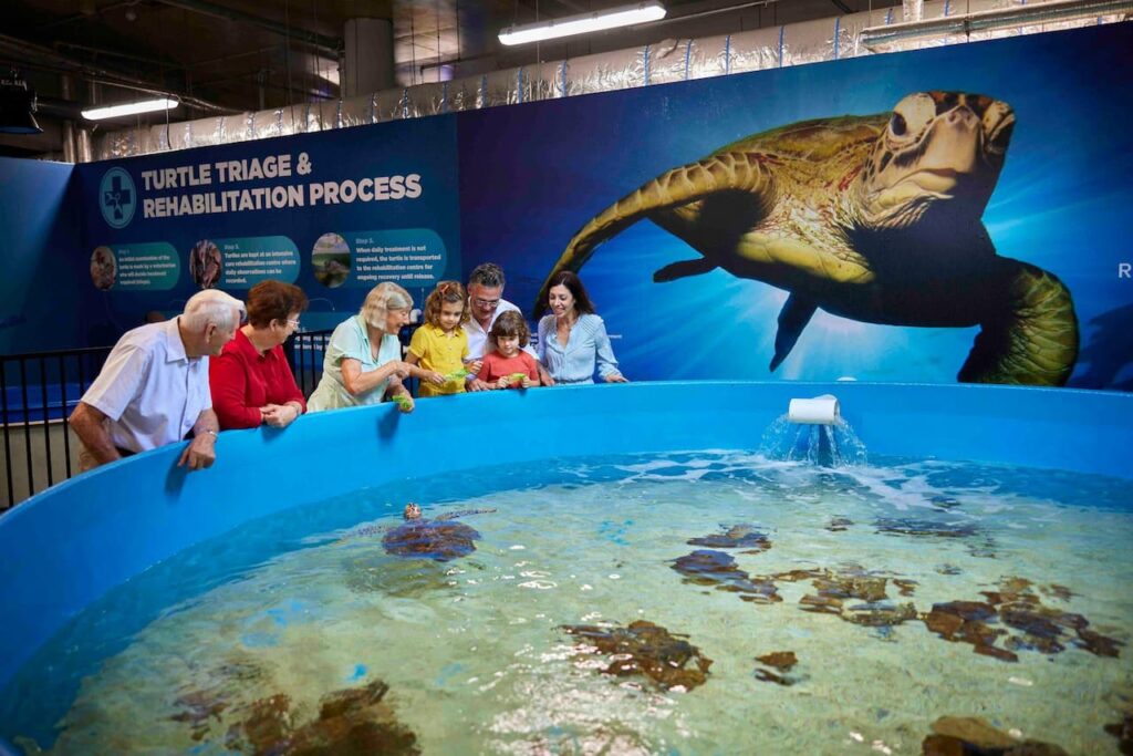Visitors viewing the Turtle Triage and Rehabilitation Centre at Currumbin Wildlife Sanctuary