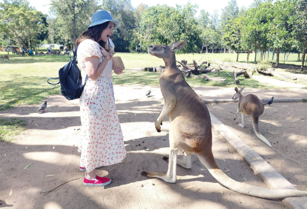 Visitor feeding a kangaroo during a Brisbane wildlife experience