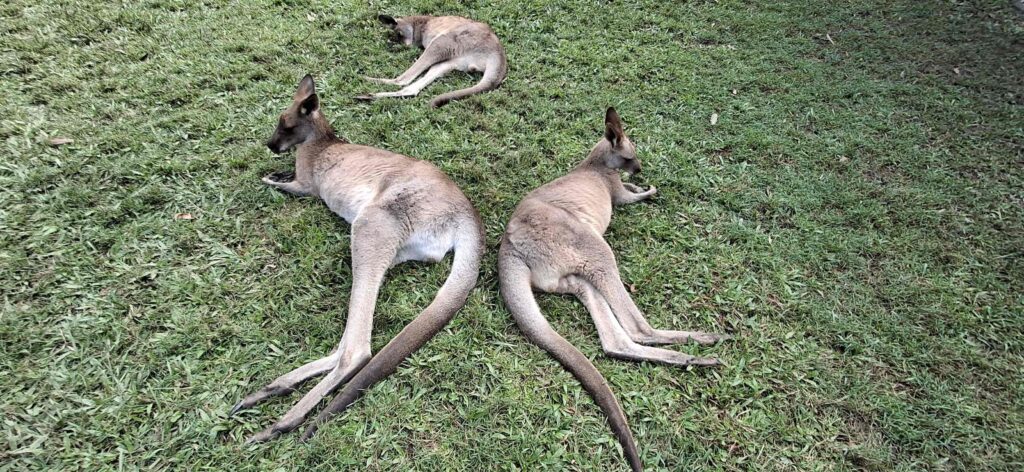 Kangaroos resting on grass at Australia Zoo during a wildlife experience