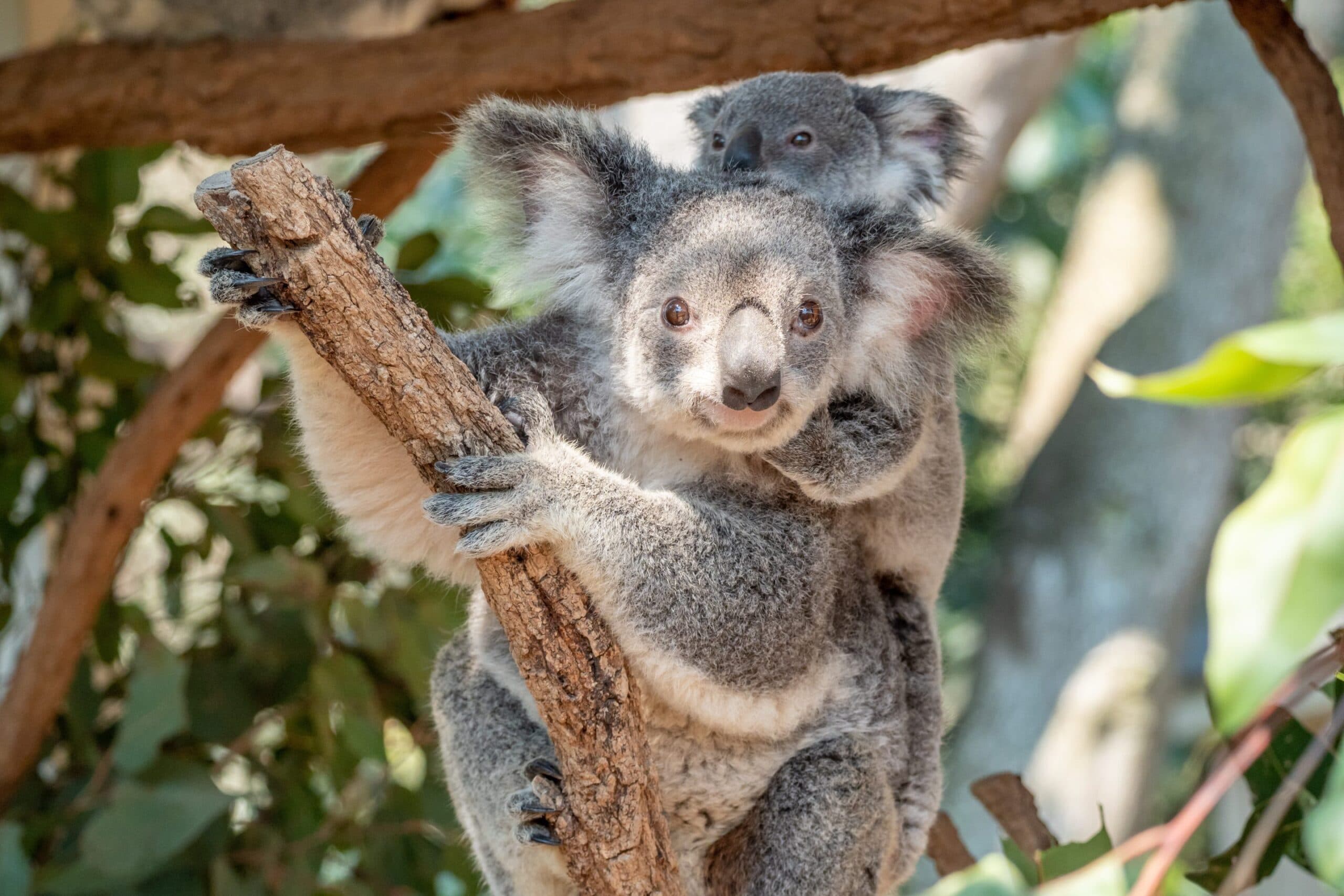 lone pine sanctuary