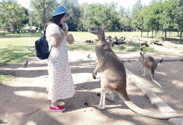 Visitor feeding kangaroos in a natural bushland setting near Brisbane
